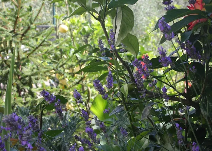 乐罐住宿加早餐酒店